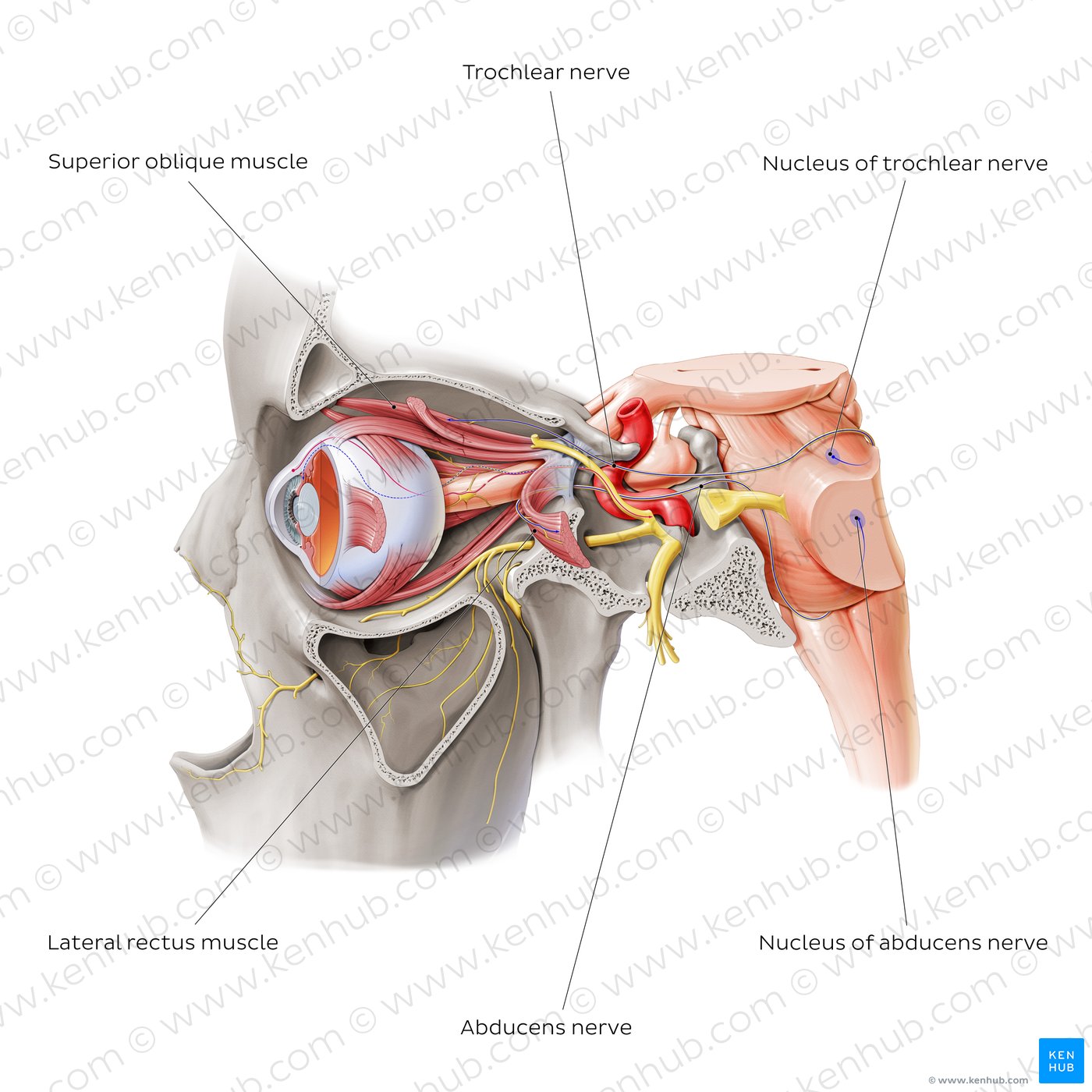 Trochlear and abducens nerve (lateral view)