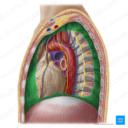 Pleura parietal (Pleura parietalis); Imagen: Yousun Koh