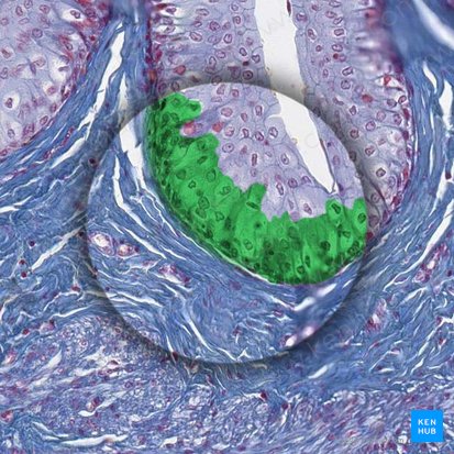 Basal layer of transitional epithelium; Image: 