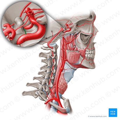 Arteria hipofisaria inferior (Arteria hypophysialis inferior); Imagen: Paul Kim