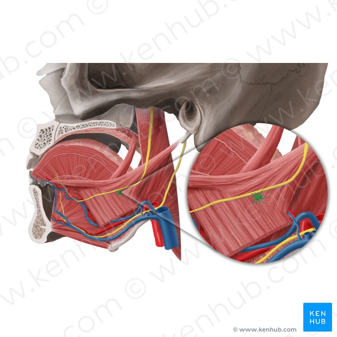 Ganglio submandibular (Ganglion submandibulare); Imagen: Begoña Rodriguez