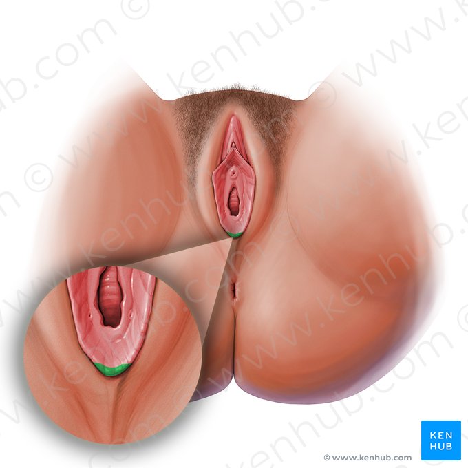 Freio do lábio menor (Frenulum labiorum vulvae); Imagem: Paul Kim