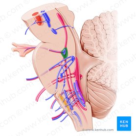 Núcleo sensitivo principal del nervio trigémino (Nucleus sensorius principalis nervi trigemini); Imagen: Paul Kim