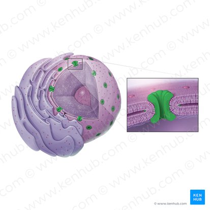 Nuclear pore (Porus nuclearis); Image: Paul Kim
