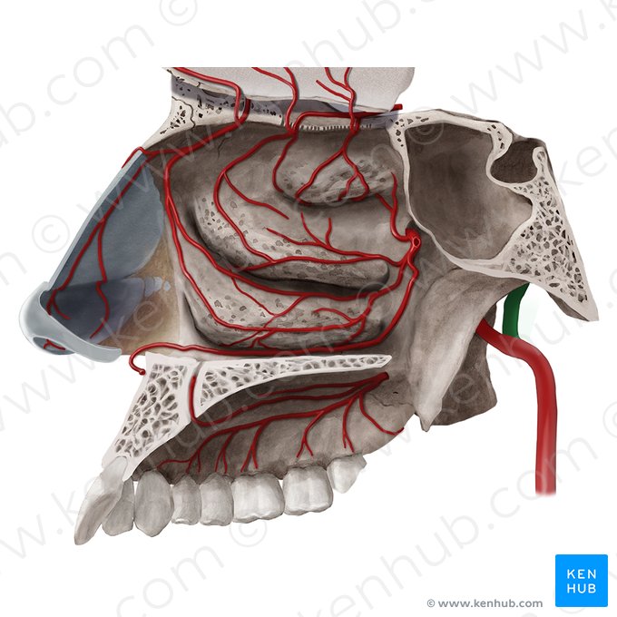 Artéria temporal superficial (Arteria temporalis superficialis); Imagem: Begoña Rodriguez