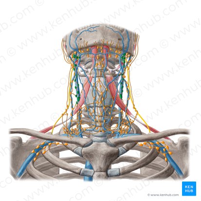 Superior deep lateral cervical lymph nodes (Nodi lymphoidei cervicales laterales profundi superiores); Image: Yousun Koh
