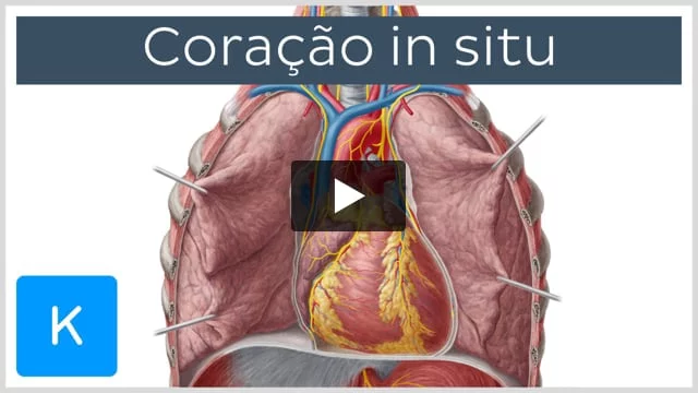 ANATOMIA INTERNA DO CORAÇÃO Quiz