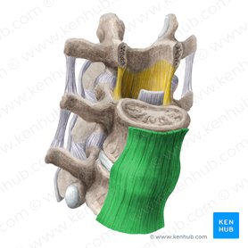 Ligamento longitudinal anterior (Ligamentum longitudinale anterius); Imagen: Liene Znotina