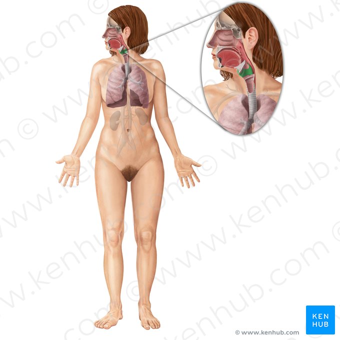 Cartilage thyroïde (Cartilago thyroidea); Image : Begoña Rodriguez