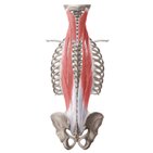 Muscles intrinsèques (profonds) du dos