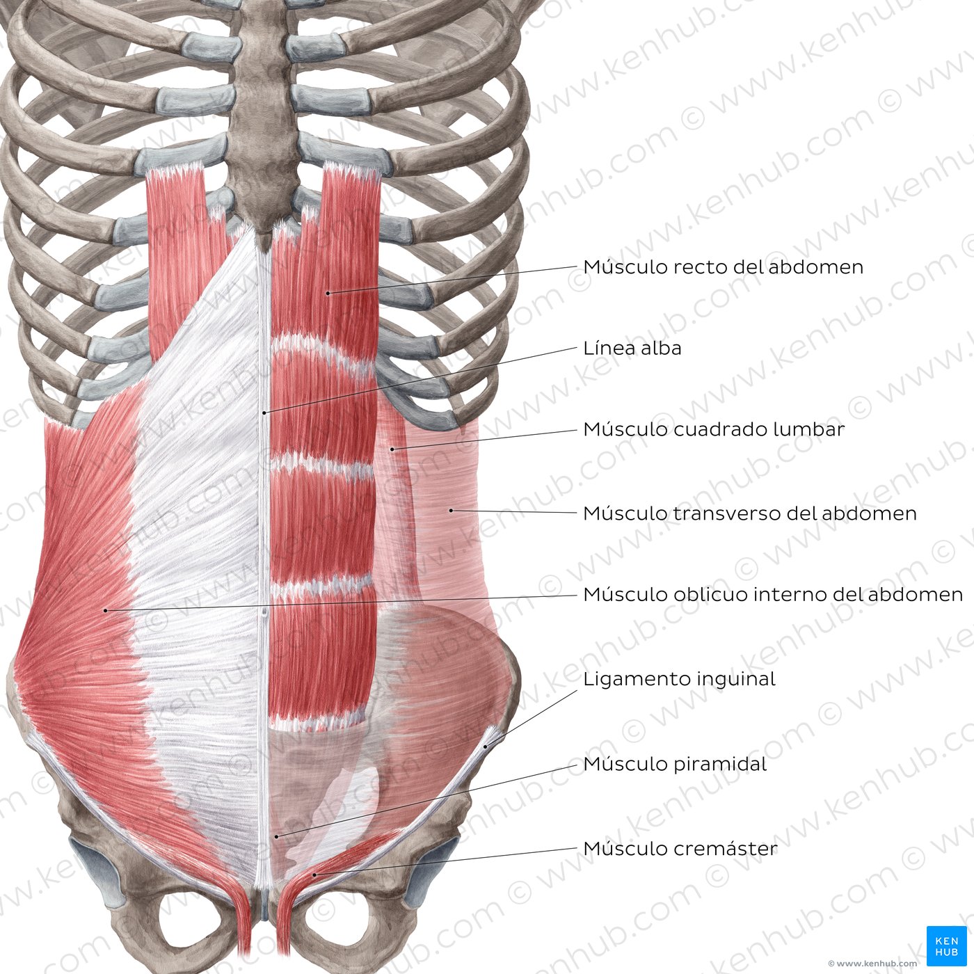 Pared Abdominal Capas Músculos Y Fascia Kenhub