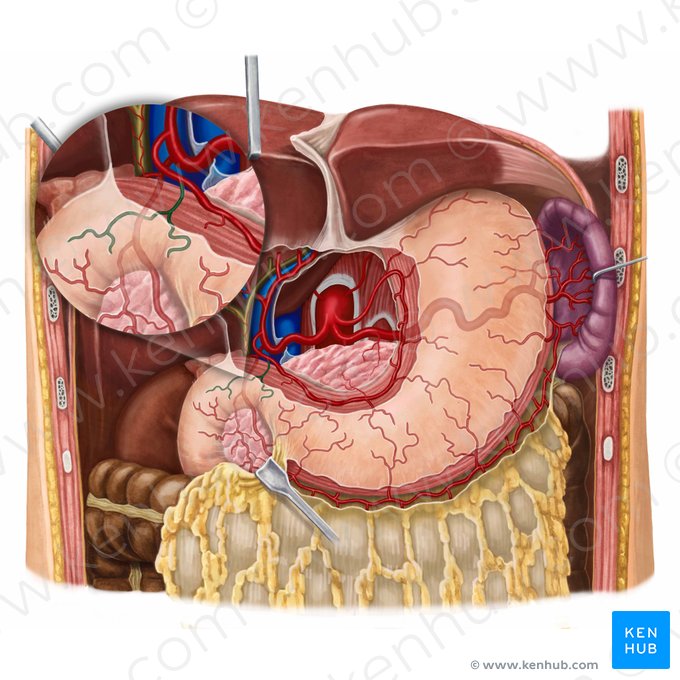 Supraduodenal artery (Arteria supraduodenalis); Image: Irina Münstermann