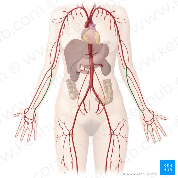 Ulnar artery (Arteria ulnaris); Image: Begoña Rodriguez