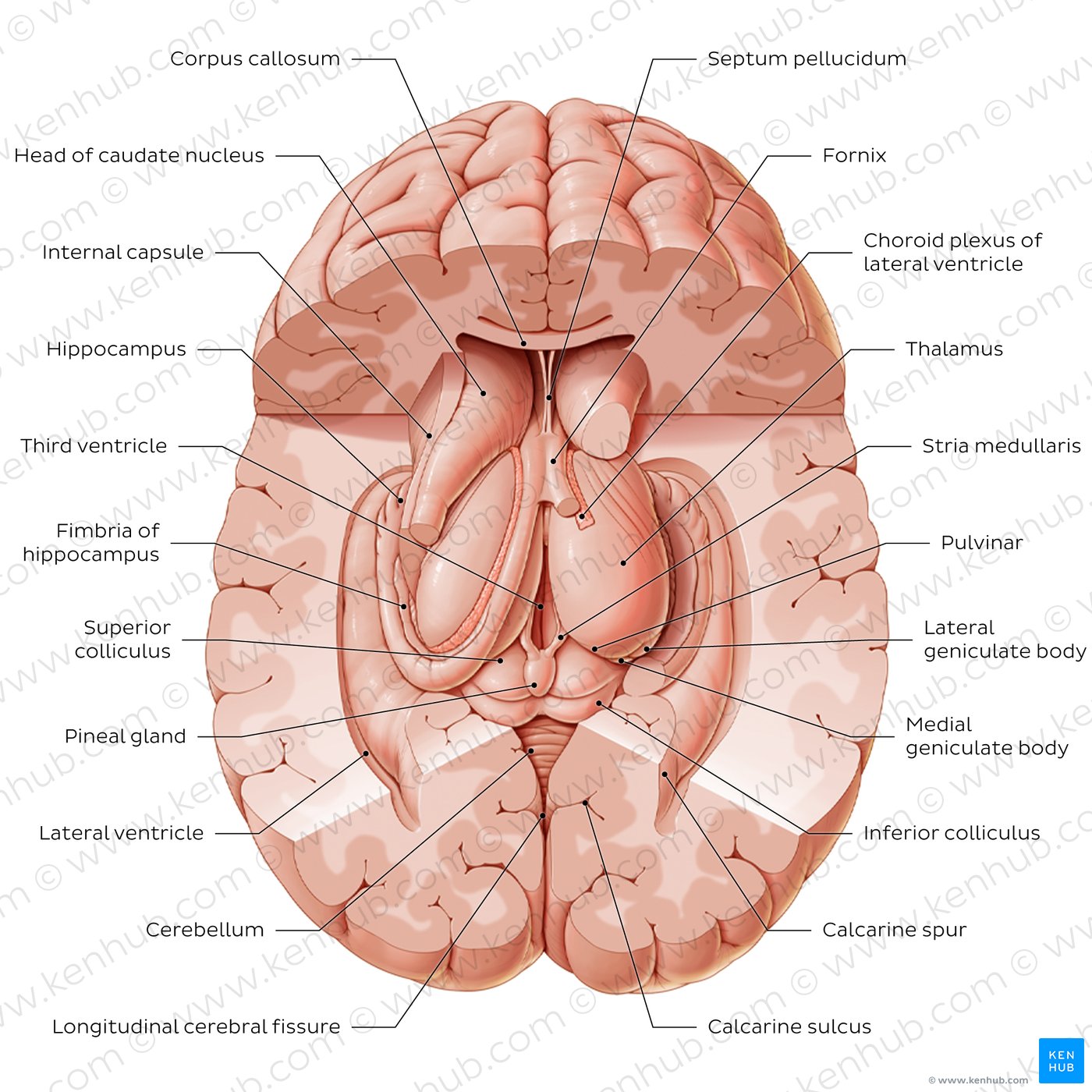 Thalamus and related structures (superior view)