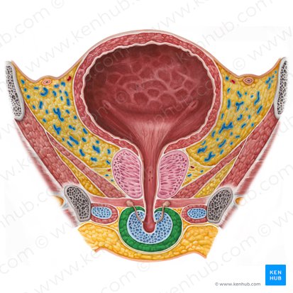 Bulbospongiosus muscle (male) (Musculus bulbospongiosus (masculinus)); Image: Irina Münstermann