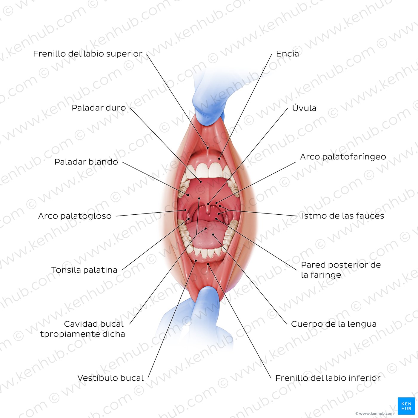 Cavidad oral (vista anterior)