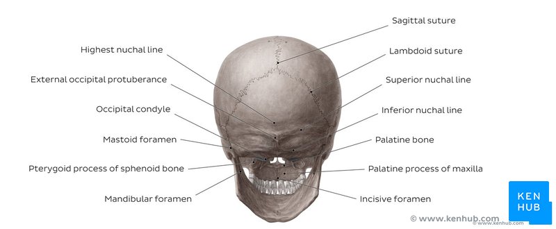 Skull - posterior view