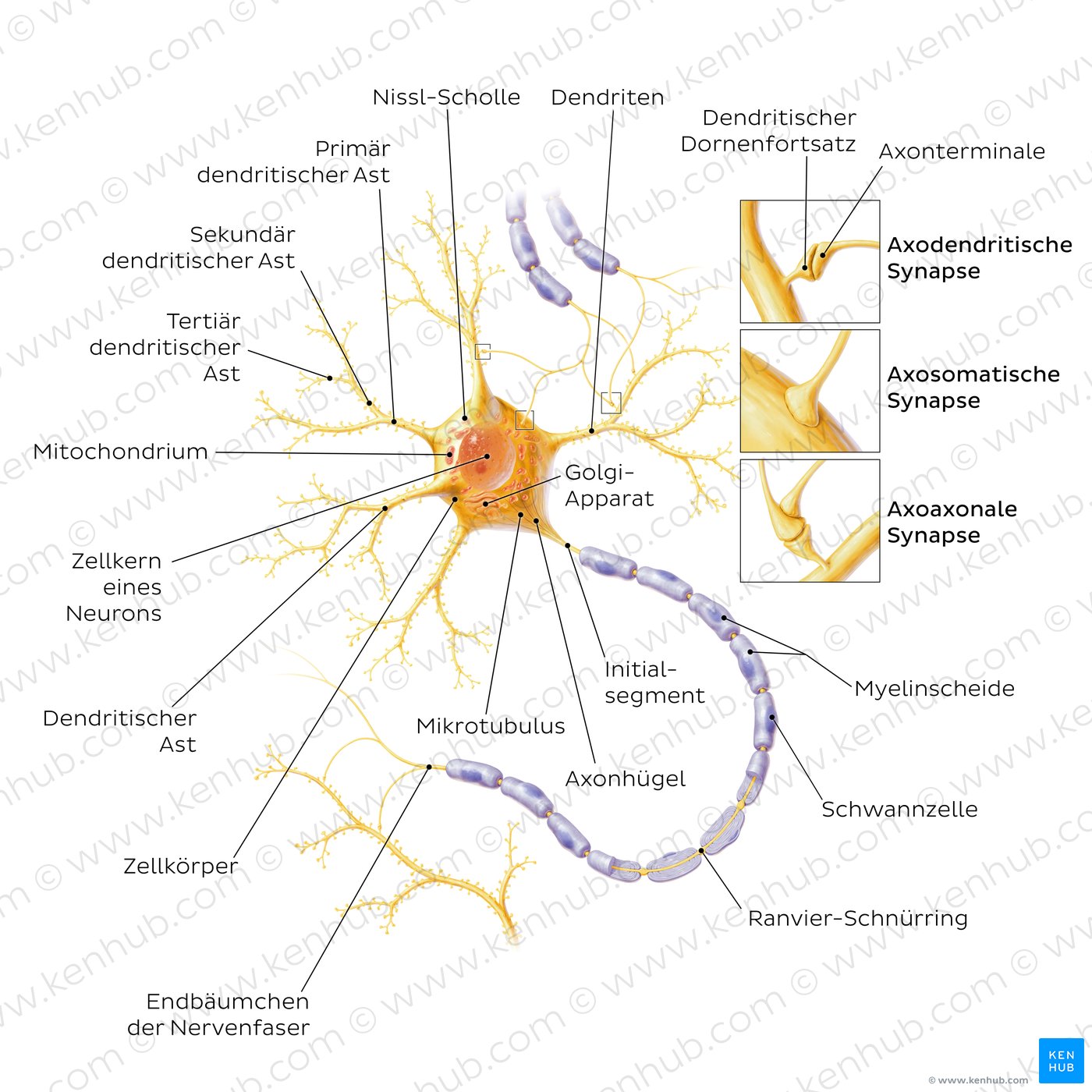 Afferent Und Efferente Nerven Periphere Nerven: Anatomie, Aufbau, Funktion | Kenhub