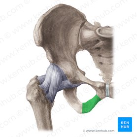 Ramus inferior ossis pubis (Unterer Ast des Schambeins); Bild: Liene Znotina