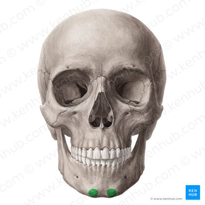 Mental tubercle of mandible (Tuberculum mentale mandibulae); Image: Yousun Koh