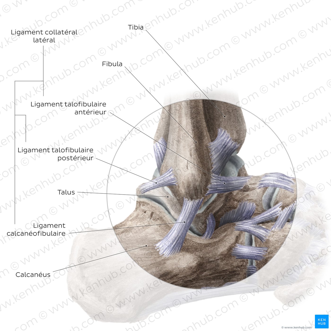Ankle joint: Lateral view