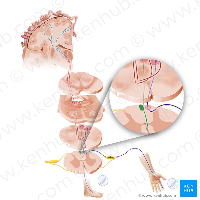 Fascículo grácil (Fasciculus gracilis); Imagem: Paul Kim