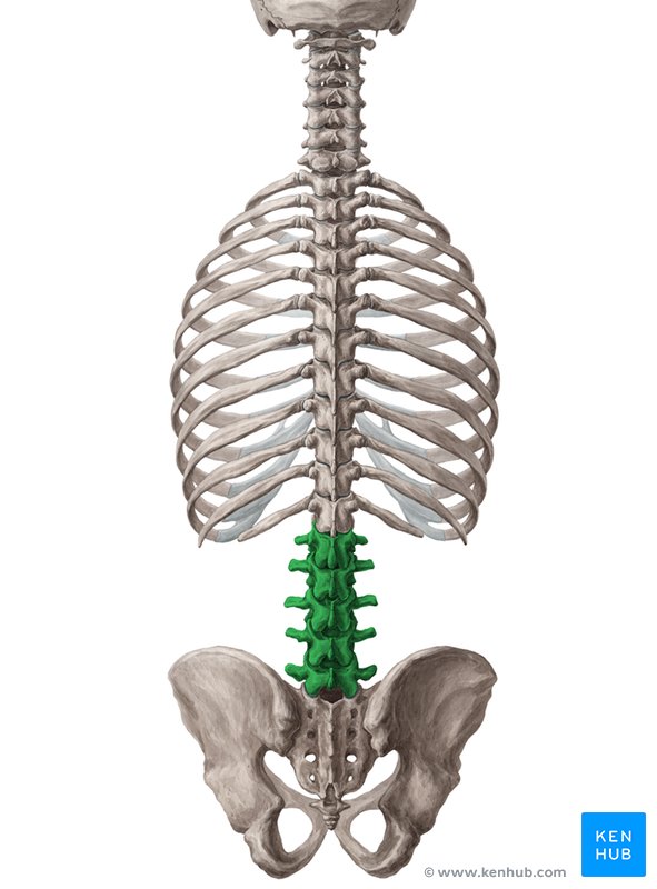 Lumbar vertebrae - dorsal view