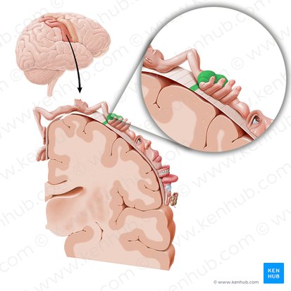 Corteza sensitiva de la mano (Cortex sensorius regionis metacarpi); Imagen: Paul Kim