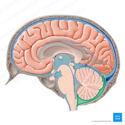 Posterior cerebellomedullary cistern (Cisterna cerebellomedullaris posterior); Image: Paul Kim