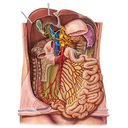 Inervación del intestino delgado