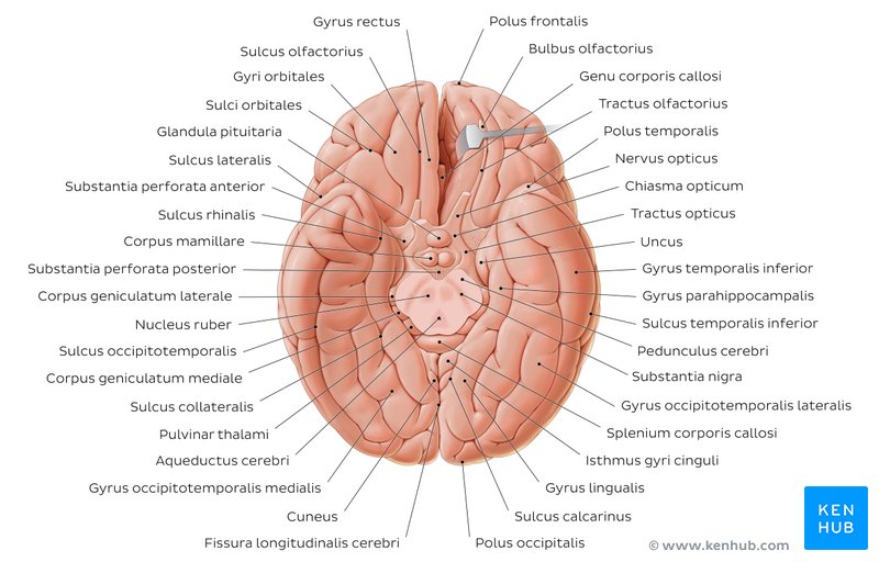 Anatomia do cérebro - vista inferior