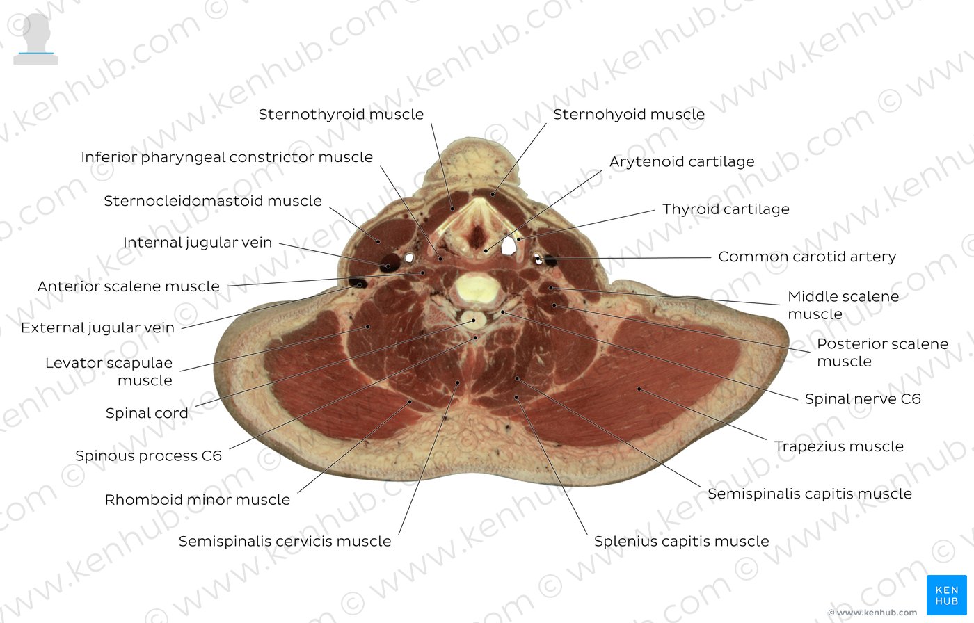 Sixth cervical vertebra level: Overview