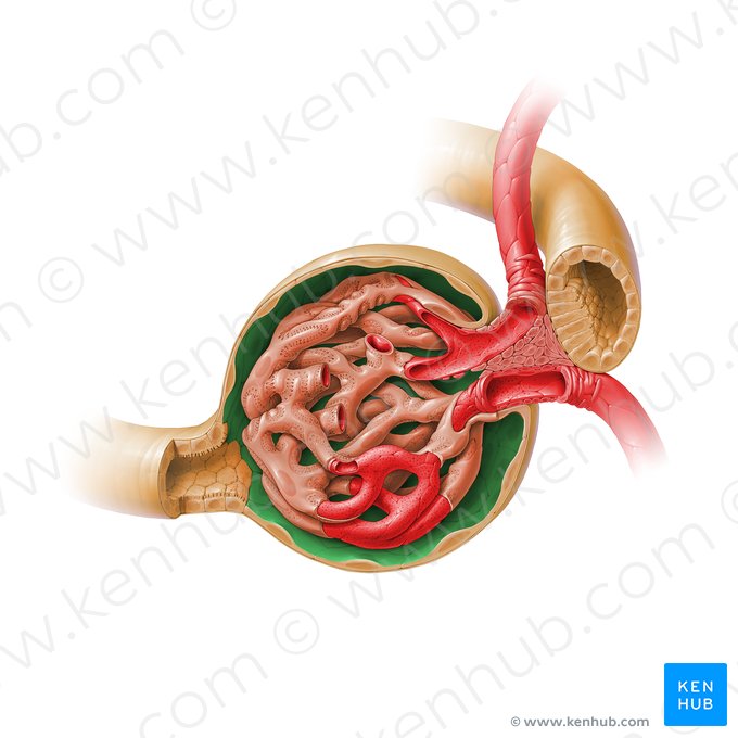 Espacio capsular del glomérulo (Spatium capsulare glomerularis); Imagen: Paul Kim