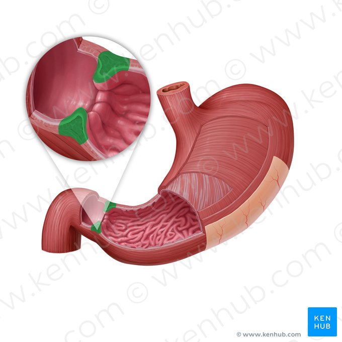 Pyloric sphincter (Sphincter pylori); Image: Paul Kim