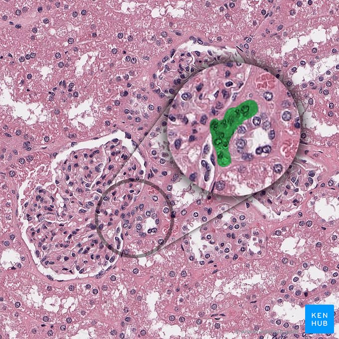 Complexus juxtaglomerularis (Juxtaglomeruläre Apparat); Bild: 