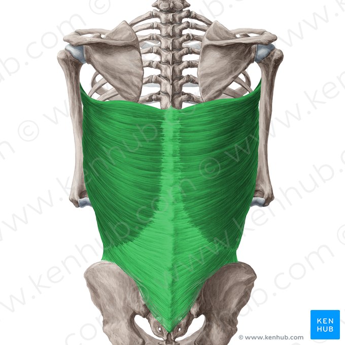 Músculo latíssimo do dorso (Musculus latissimus dorsi); Imagem: Yousun Koh