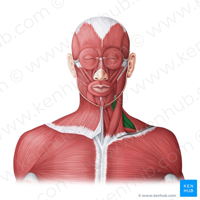 Musculi scaleni (Treppenmuskeln); Bild: Irina Münstermann