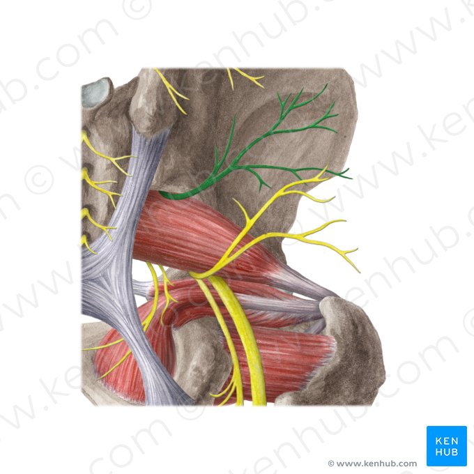 Superior gluteal nerve (Nervus gluteus superior); Image: Liene Znotina