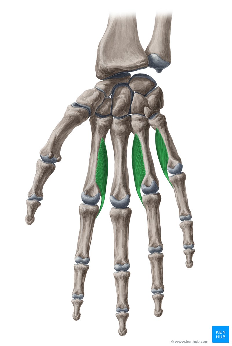 Músculos interósseos palmares (verde) - vista ventral