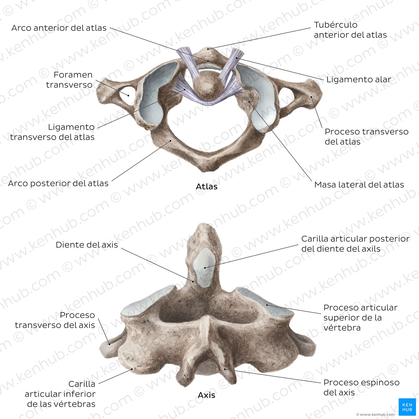Vértebras cervicales: Anatomía, ligamentos y lesiones | Kenhub