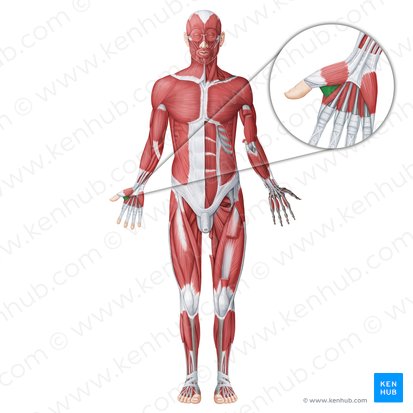 Musculus adductor pollicis (Daumenanzieher); Bild: Irina Münstermann