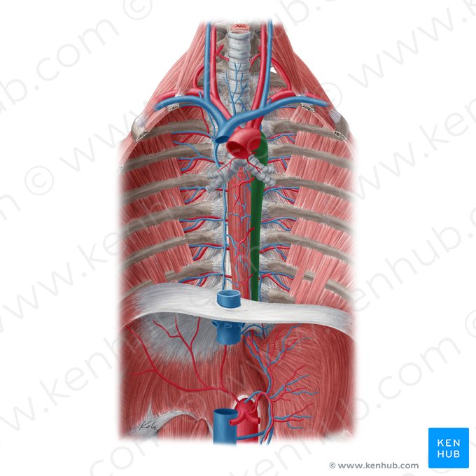 Descending thoracic aorta (Aorta thoracica descendens); Image: Yousun Koh