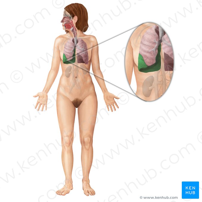 Lobo inferior do pulmão direito (Lobus inferior pulmonis dextri); Imagem: Begoña Rodriguez