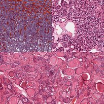 Sistema endocrino