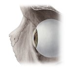 Nasal bone