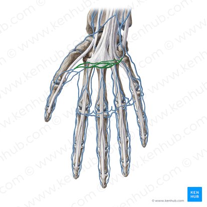 Superficial venous palmar arch (Arcus venosus palmaris superficialis); Image: Yousun Koh