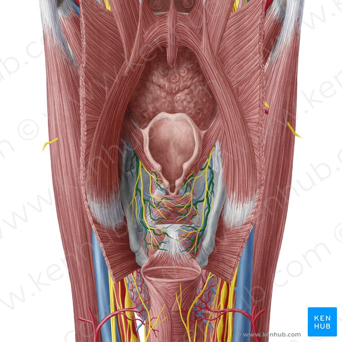 Superior laryngeal artery (Arteria laryngea superior); Image: Yousun Koh