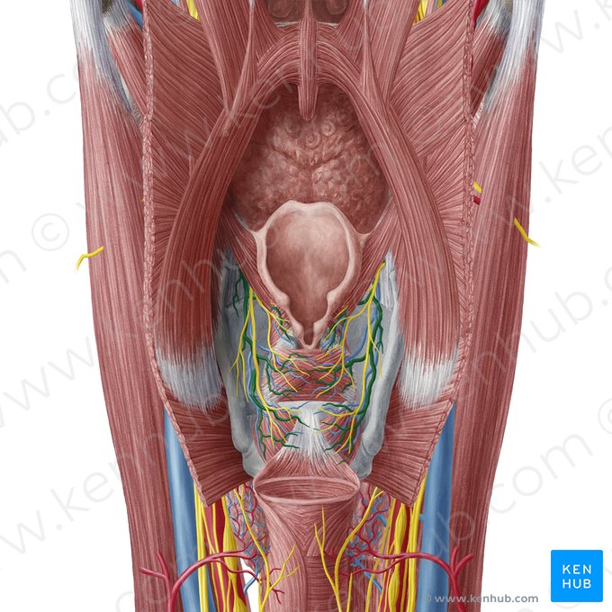 Artéria laríngea superior (Arteria laryngea superior); Imagem: Yousun Koh