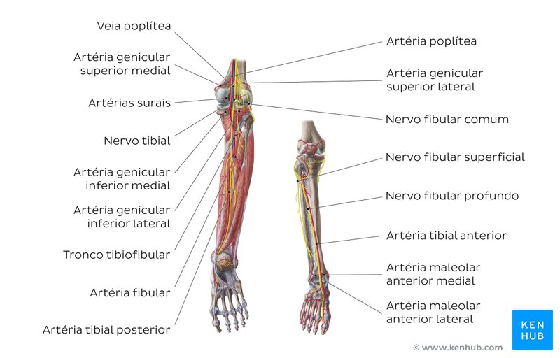 Vasos e nervos do joelho e da perna - vistas posterior e anterior