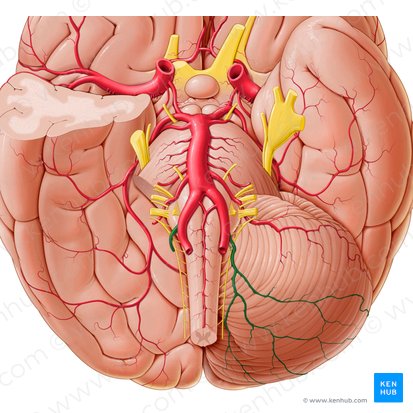Artère cérébelleuse postérieure et inférieure (Arteria inferior posterior cerebelli); Image : Paul Kim